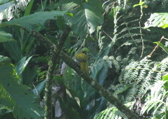 Saltator atriceps