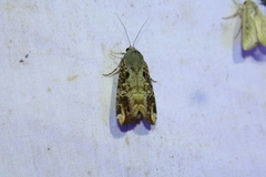 Magusa divaricata