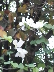 Bauhinia lunarioides