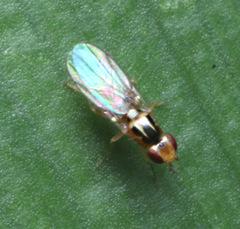 Oscinellinae