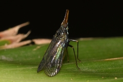 Dictyopharinae