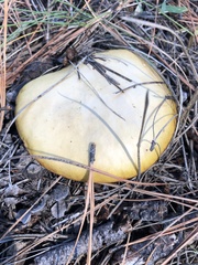 Suillus kaibabensis