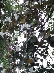 Bauhinia lunarioides