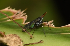 Dictyopharinae