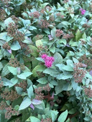 Spiraea japonica