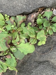 Micranthes virginiensis