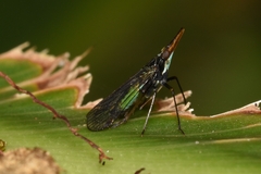 Dictyopharinae