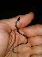 Tantilla melanocephala