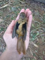 Tachyphonus coronatus