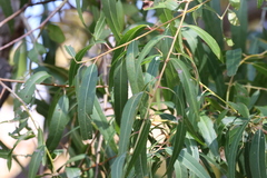 Salix amygdaloides