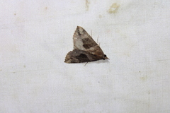 Hypena manalis