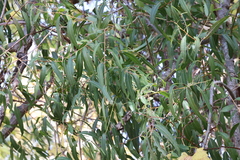 Salix amygdaloides