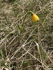 Fritillaria pudica