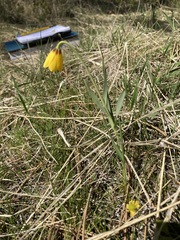 Fritillaria pudica