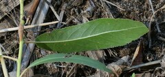 Salix amygdaloides