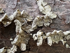 Trichaptum fuscoviolaceum