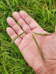 Dichanthium aristatum