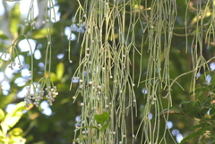 Rhipsalis baccifera