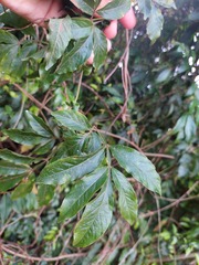 Paullinia pinnata