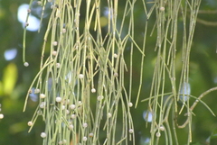 Rhipsalis baccifera