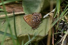 Callophrys eryphon