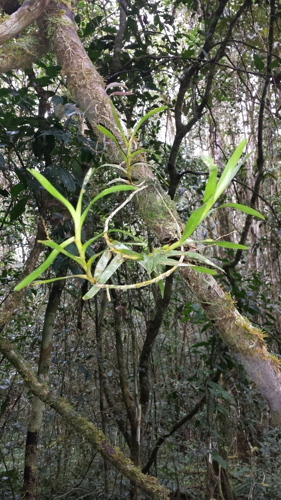 Angraecum musculiferum H.Perrier