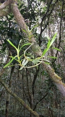 Angraecum musculiferum image