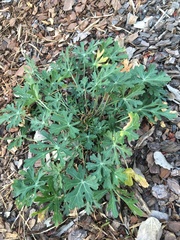 Callirhoe involucrata