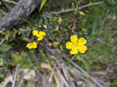 Hibbertia fasciculata