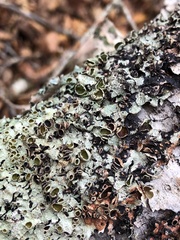 Punctelia bolliana
