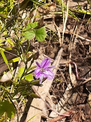Thysanotus patersonii