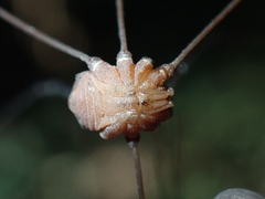 Leiobunum flavum