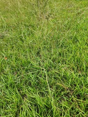 Dichanthium aristatum