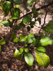 Coprosma arborea