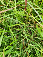 Dichanthium aristatum