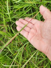 Dichanthium aristatum