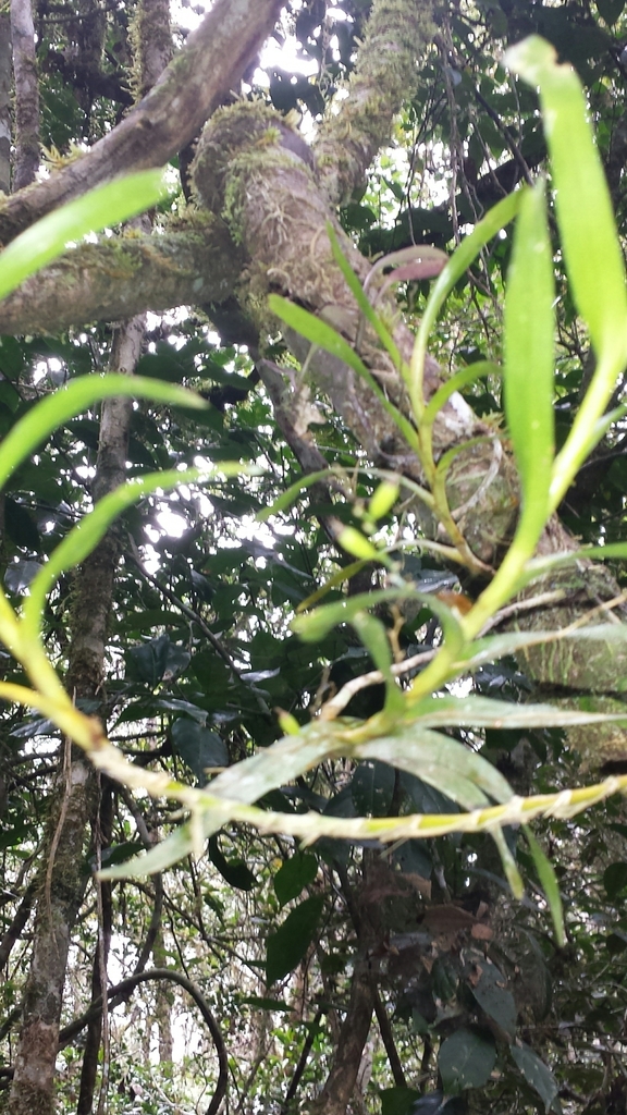 Angraecum musculiferum H.Perrier 2