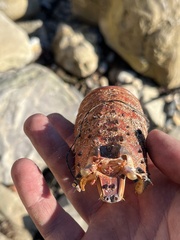 Panulirus interruptus