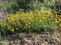 Lavandula pedunculata