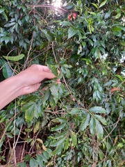 Paullinia pinnata