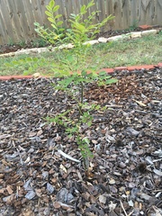 Styphnolobium affine