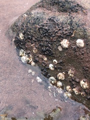 Semibalanus balanoides