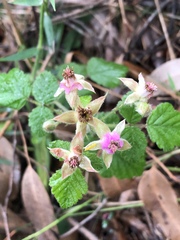 Rubus parvifolius
