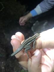 Pholidoscelis auberi