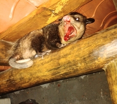 Didelphis aurita