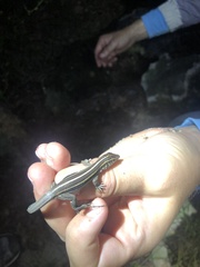 Pholidoscelis auberi
