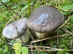 Gomphidius glutinosus