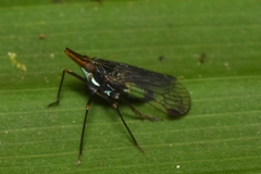 Dictyopharinae