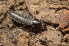 Ocypus nitens