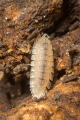 Haplophthalmus danicus